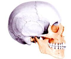 кости мозгового отдела черепа