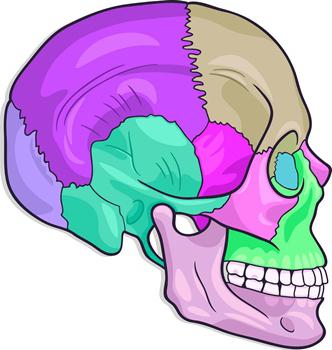 подвижная кость черепа