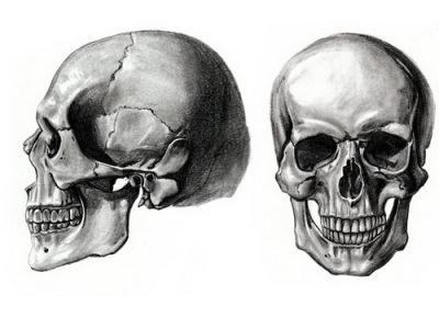 череп соединение костей черепа