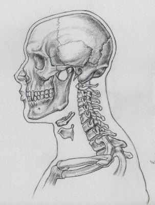 череп анатомия