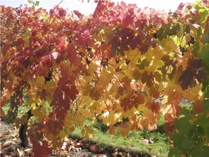 Обработка винограда осенью железным купоросом