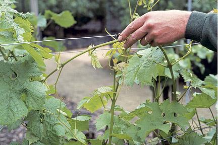 как происходит обработка винограда осенью от болезней