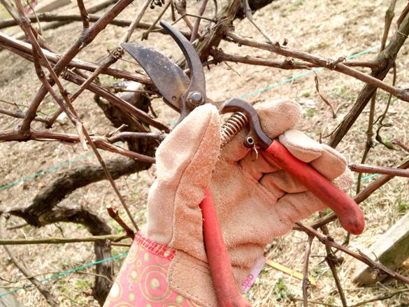 осенняя обработка виноградных кустов от вредителей и болезней