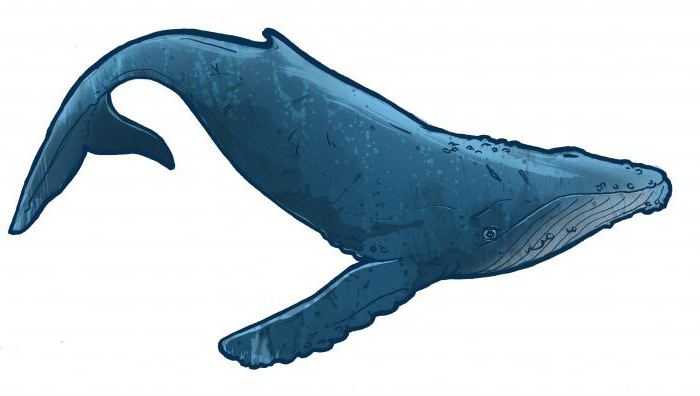 кит это