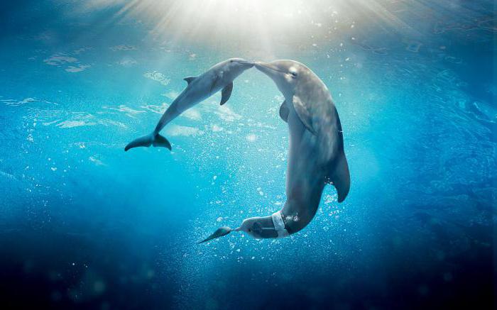 детский дельфин