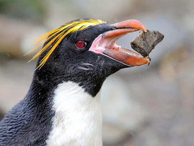 золотоволосый пингвин описание