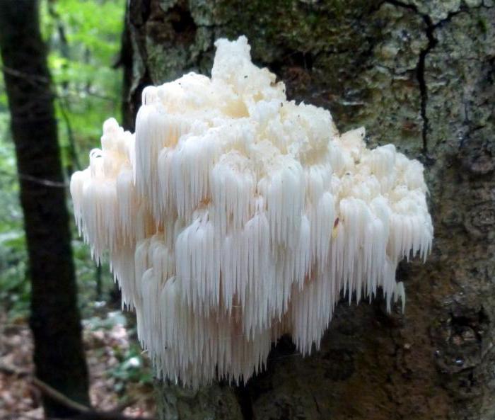 древесный гриб бородач