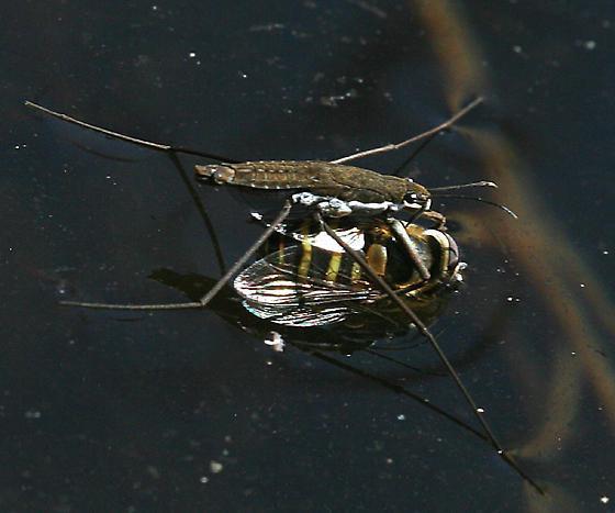 водомерка насекомое описание 