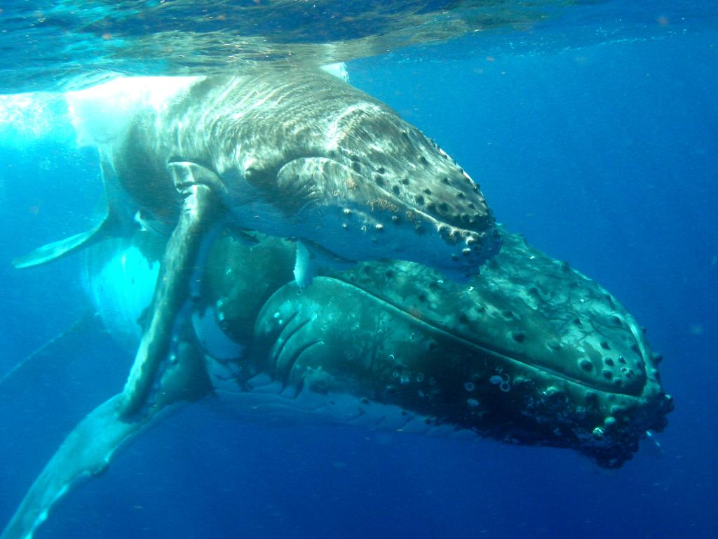 спаривание китов