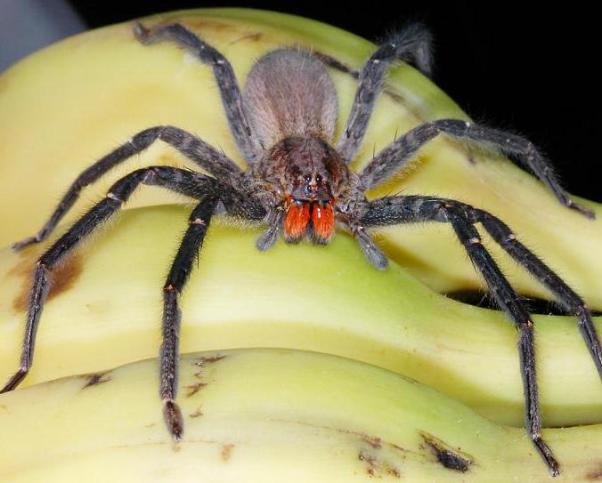  банановый паук или бразильский блуждающий паук 