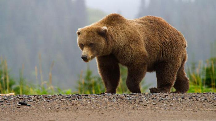 ужасы про медведя людоеда