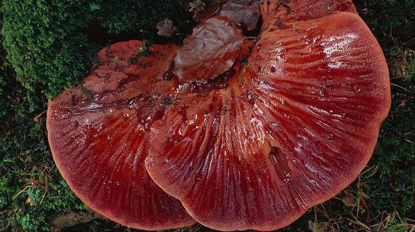 какую роль в экосистеме играют грибы