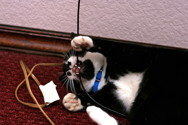 как отучить кота грызть провода и зарядки