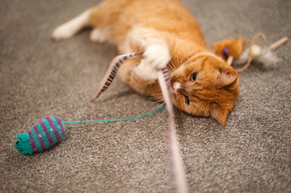 как отучить кота грызть провода и драть обои