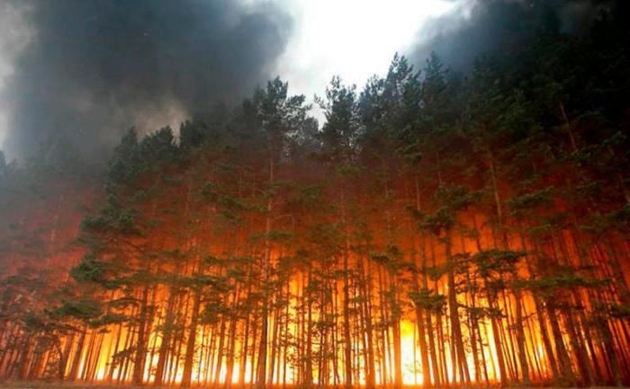 площадь лесных пожаров в сибири