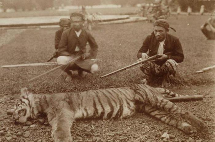 яванский тигр фото