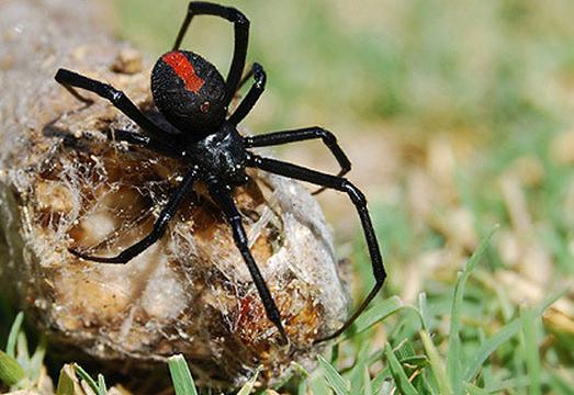 ядовитые пауки волгоградской области