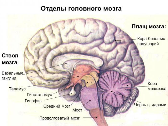 ствол головного мозга