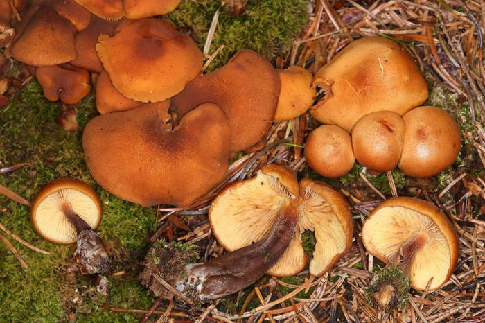 исчезнувшие виды грибов 