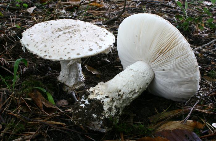исчезающие виды грибо