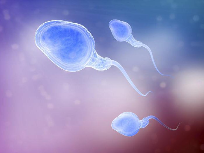 спермограмма по крюгеру