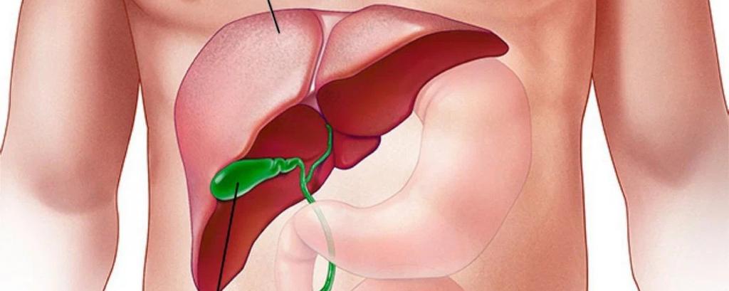 Где расположен желчный пузырь