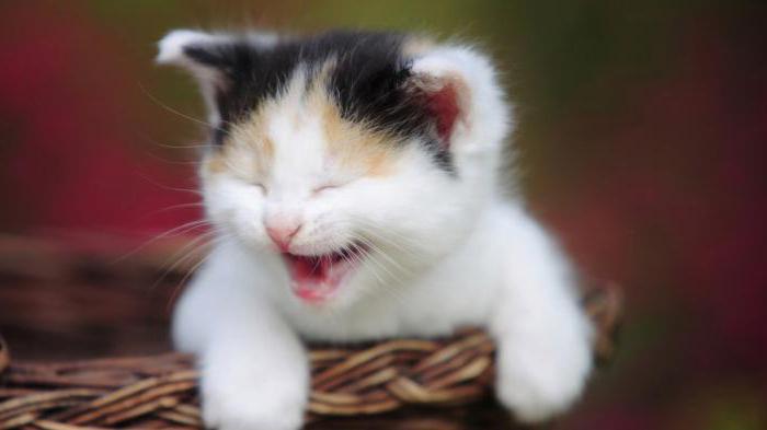 почему шотландский котенок постоянно мяукает