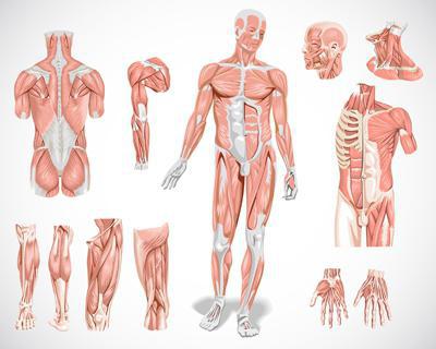 Мышцы виды мышц