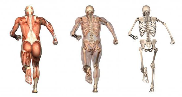 Скелет и мышцы