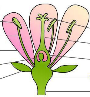 На рисунке изображена схема строения цветка