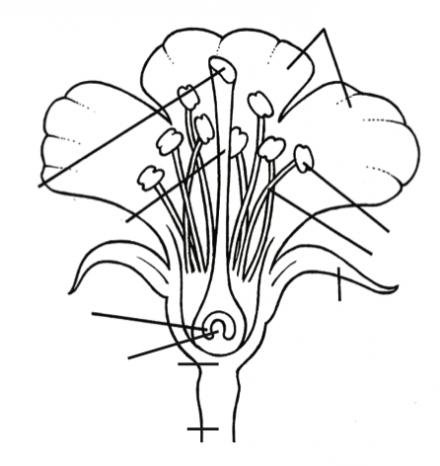 Схема строение цветка