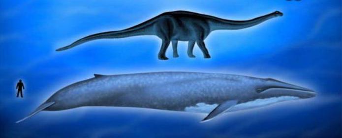 Синий кит размеры