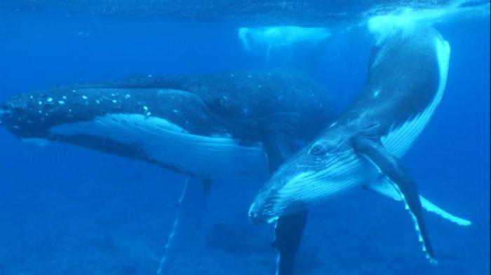 Размеры китов фото