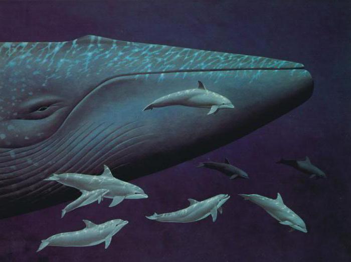 Самый большой кит размеры