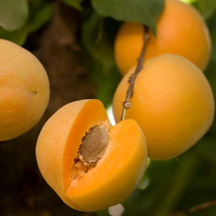 как вырастить абрикос из косточки в домашних