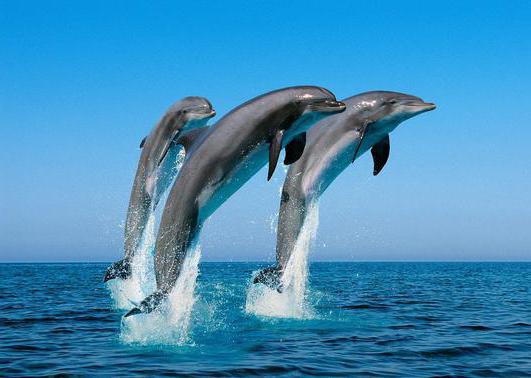 какой звук издают дельфины когда едят