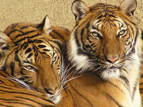индокитайский тигр описание