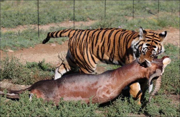 индокитайский тигр занесен в красную книгу