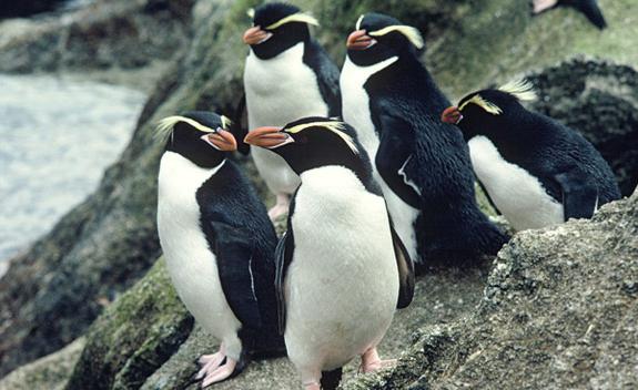 хохлатый пингвин антарктиды