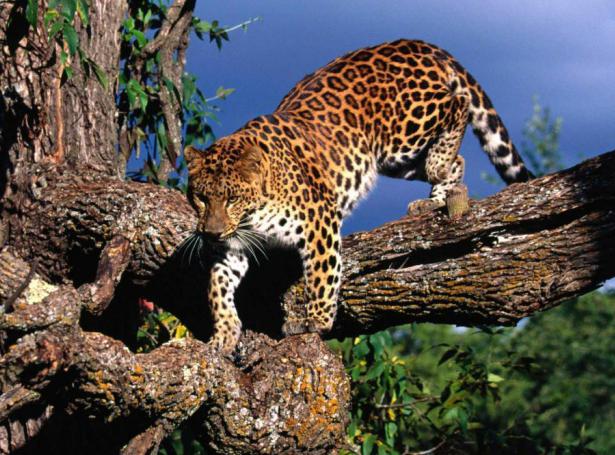 естественная среда обитания леопарда