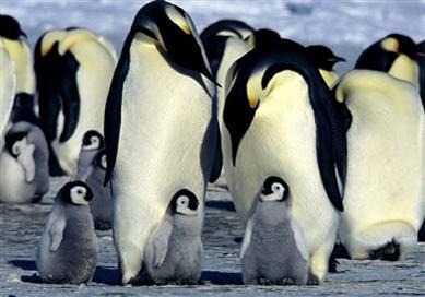 пингвины антарктики