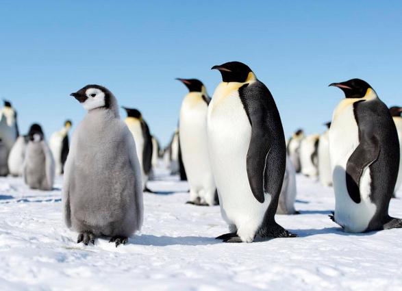 группа пингвинов