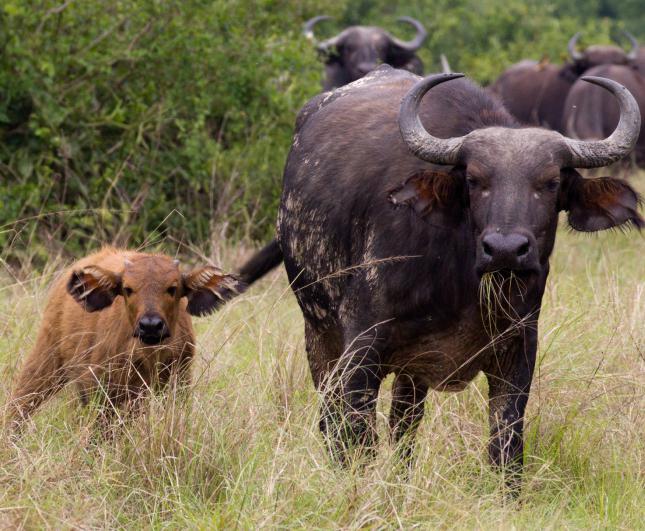 черный африканский буйвол