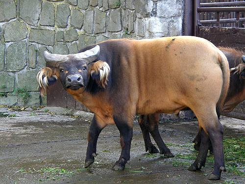 африканский карликовый буйвол