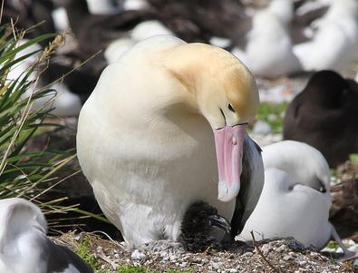 белоспинный альбатрос места обитания