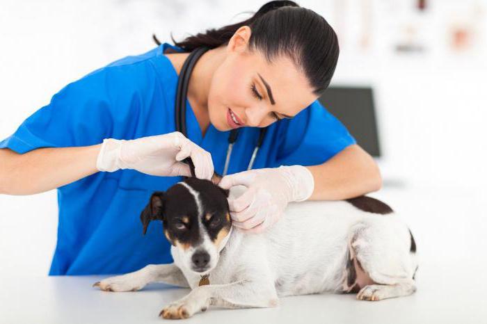 лахезис гомеопатия показания к применению в ветеринарии