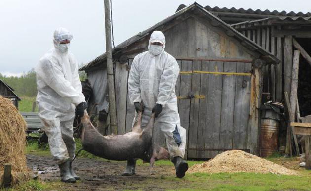 африканская чума свиней опасна ли она для человека