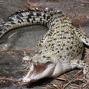 самый маленький крокодил в мире