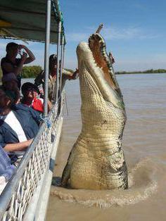 сколько весит крокодил