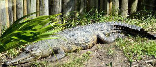 размер крокодила